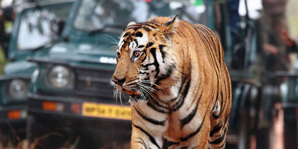 Bandhavgarh Madhya Pradesh Bandhavgarh Madhya Pradesh