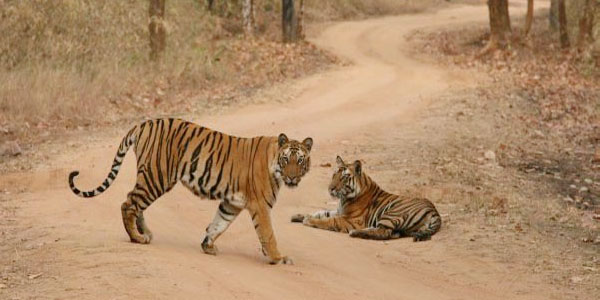 Bandhavgarh Madhya Pradesh Bandhavgarh Madhya Pradesh