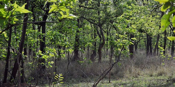 Bandhavgarh National Park Bandhavgarh National Park