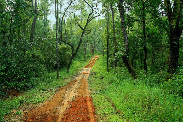 kanha national park kanha national park